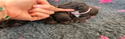 Toy Poodle dogs for sale: Chocolate Toy Poodle  - Advert 11