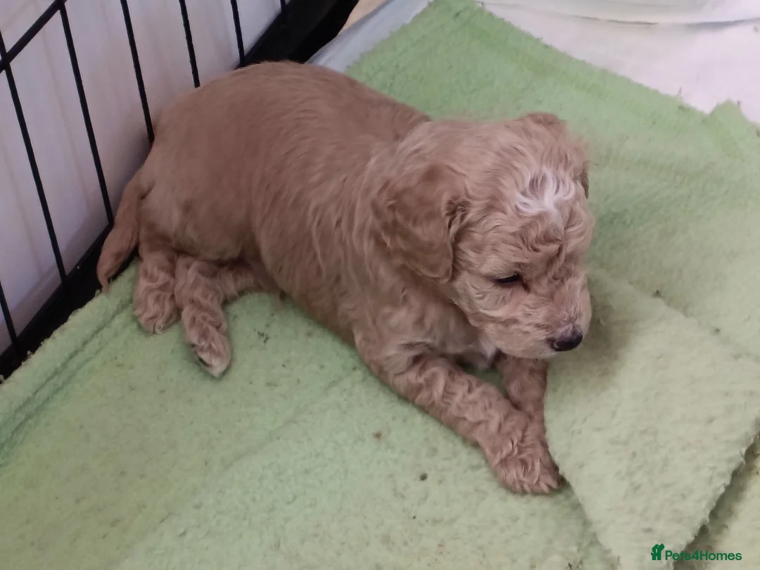 Cockapoo dogs for sale: 1 female 2 males available as 1 female sold  - Advert 2