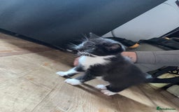 Mixed Breed cats for sale: Stunning litter of 4 - Image 16