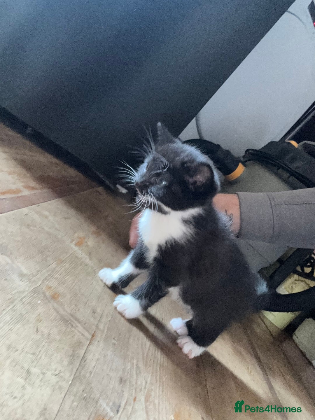 Mixed Breed cats for sale: Stunning litter of 4 - Image 16