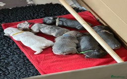French Bulldog dogs for sale: 5 Beautiful French Bulldog Puppies  - Image 1