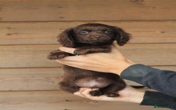 Mixed Breed dogs for sale: Chiweenie Puppies For Sale  - Image 10