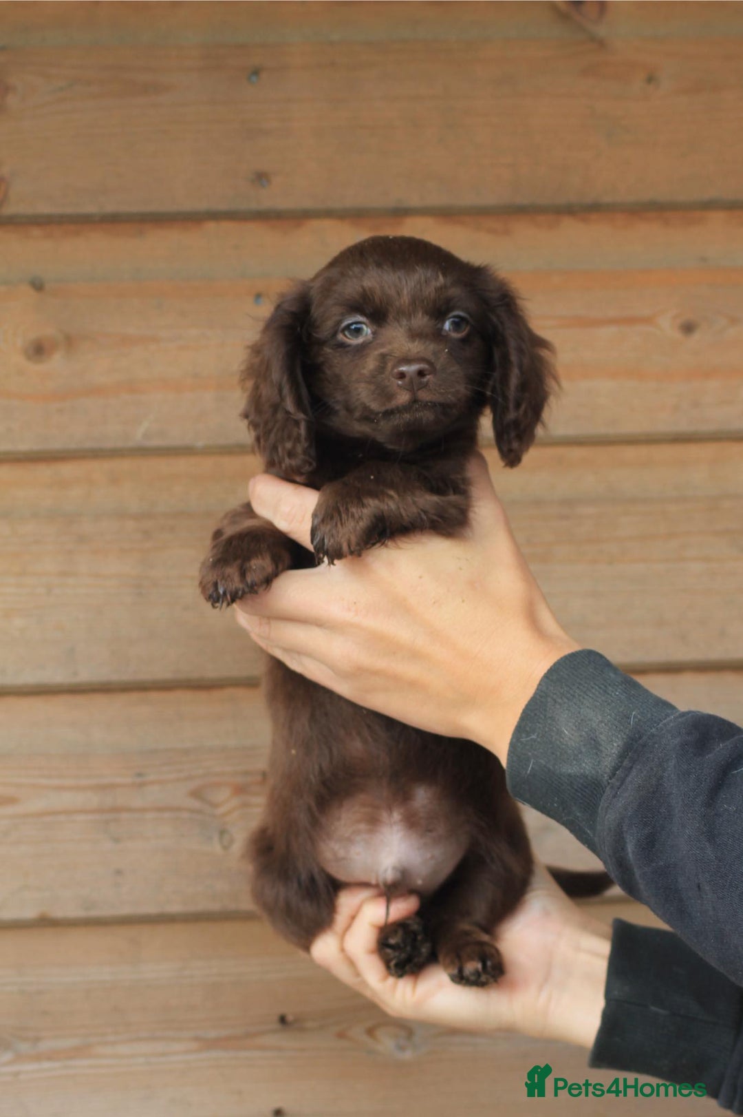Mixed Breed dogs for sale: Chiweenie Puppies For Sale  - Image 10