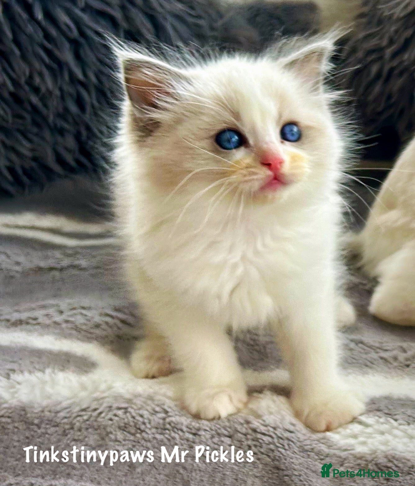 Ragdoll cats Blue bicolour ragdoll  - Advert 14