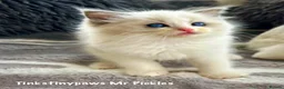 Ragdoll cats for sale: Ragdoll show /stud  - Advert 3