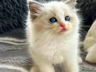 Ragdoll cats Blue bicolour ragdoll - Advert 14