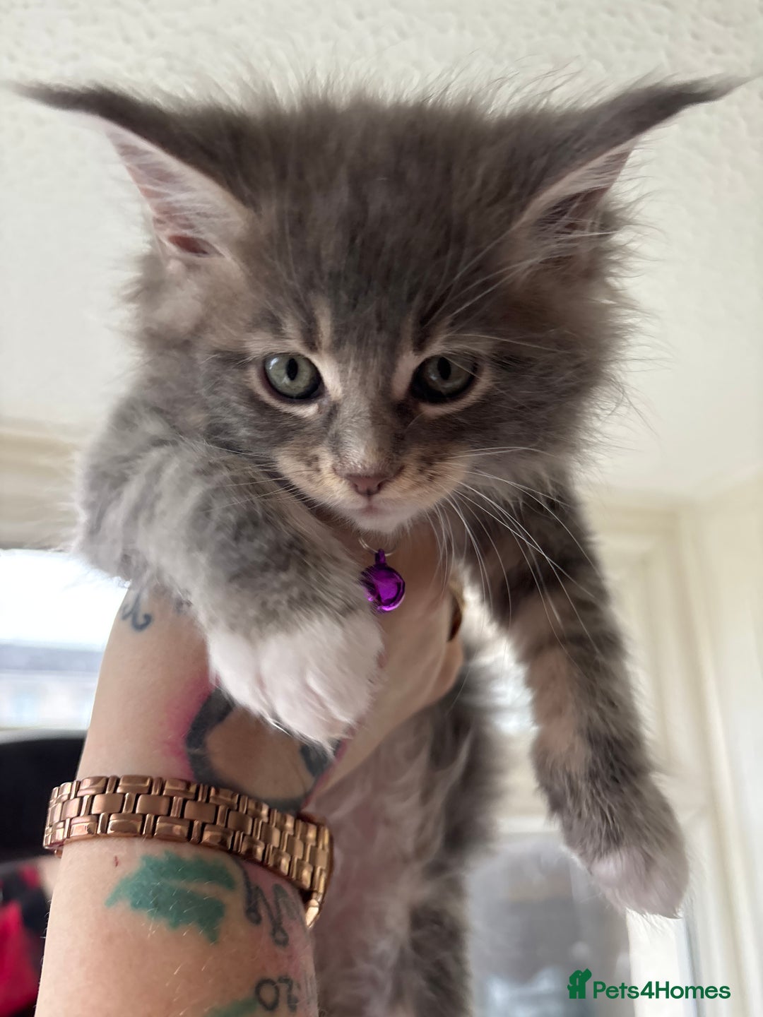 Maine Coon cats for sale: 3 females 1 male Maine Coone kittens - Image 15