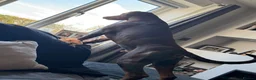Dobermann dogs for stud: Champion bloodline Doberman for stud  - Advert 7