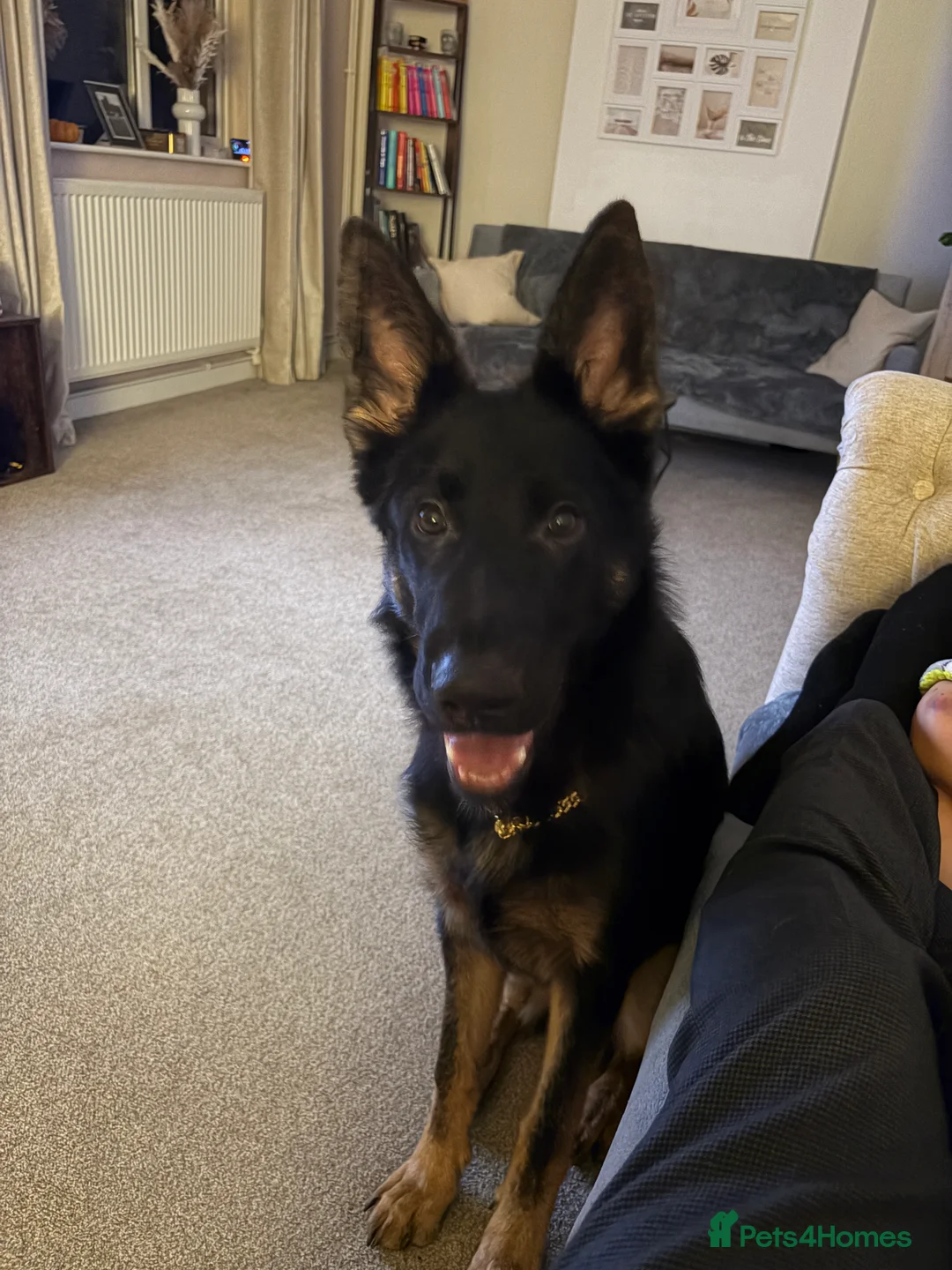 German Shepherd dogs for sale: German Shepherd 8months old looking for a new home - Advert 3