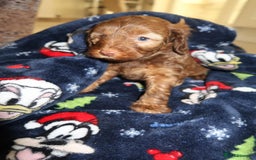 Cockapoo dogs for sale: Beautiful f1b Cockapoo puppy's   - Advert 3