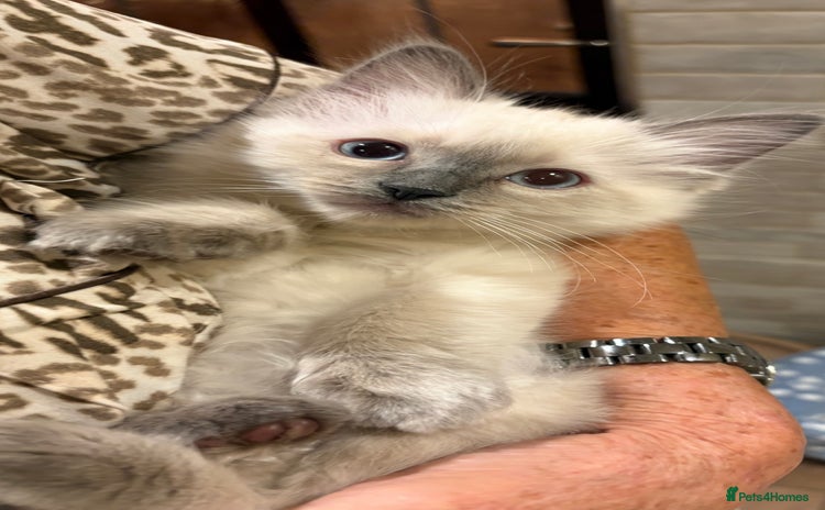 Ragdoll cats - Advert 11