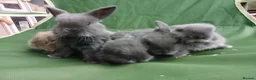 Mini Lop rabbits for sale: Beautiful mini lops  - Advert 17