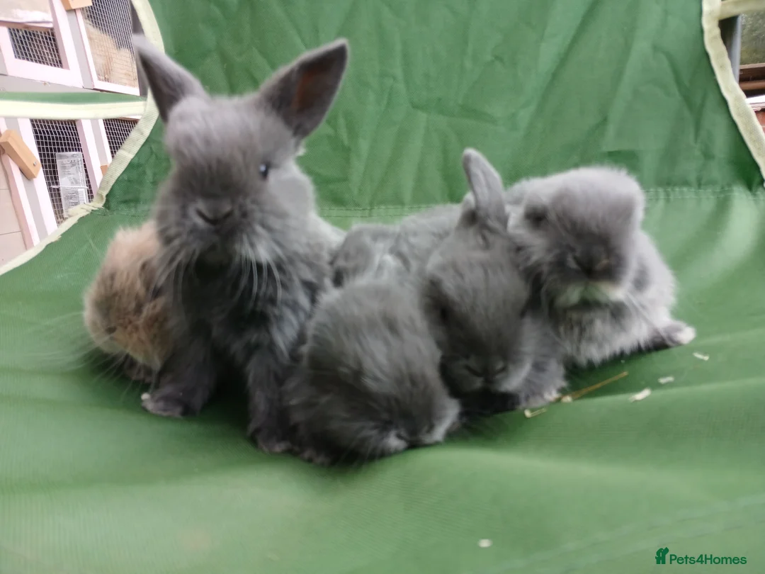 Mini Lop rabbits for sale: Beautiful mini lops  - Advert 17