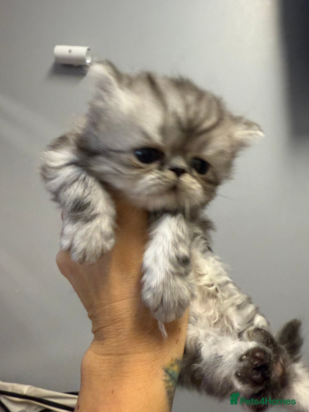 Persian cats for sale: Two boys Persian is available. - Image 4