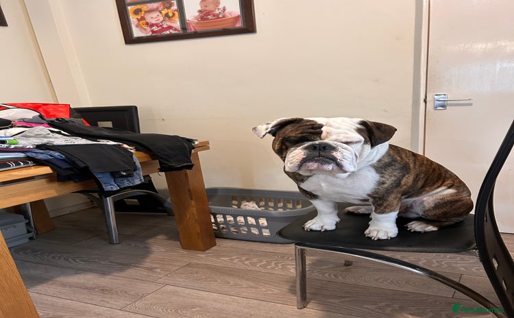 English Bulldog dogs - Advert 2