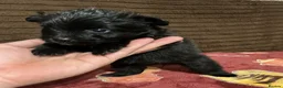 Mixed Breed dogs for sale: Pomeranian cross schnauzer in Colchester - Advert 4