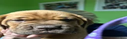 Mixed Breed dogs for sale: Dogue de Bordeaux and boerboel mix puppies  in Bangor - Advert 8