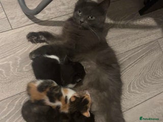 Domestic Shorthair cats Rare dilute torbie and white girl - Advert 6