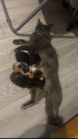 Domestic Shorthair cats Rare dilute torbie and white girl - Advert 1