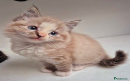 Persian cats for sale: ⭐️Beautiful Persian X Kittens⭐️ - Image 10