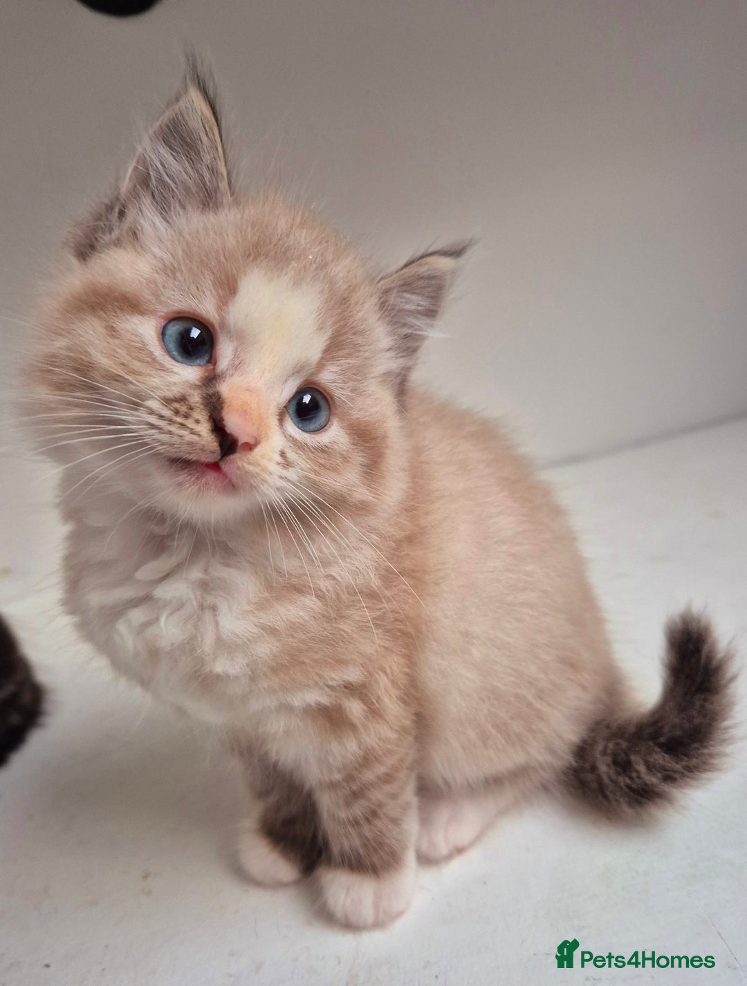 Persian cats for sale: ⭐️Beautiful Persian X Kittens⭐️ - Image 10