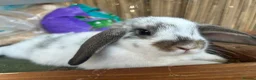 Mixed Breed rabbits for sale: Mixed litter of rabbits  in Saffron Walden - Advert 4