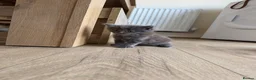 Maine Coon cats for sale: Maine Coon kittens  - Advert 20