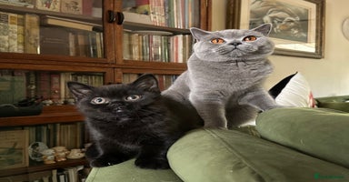 British Shorthair cats - Advert 8