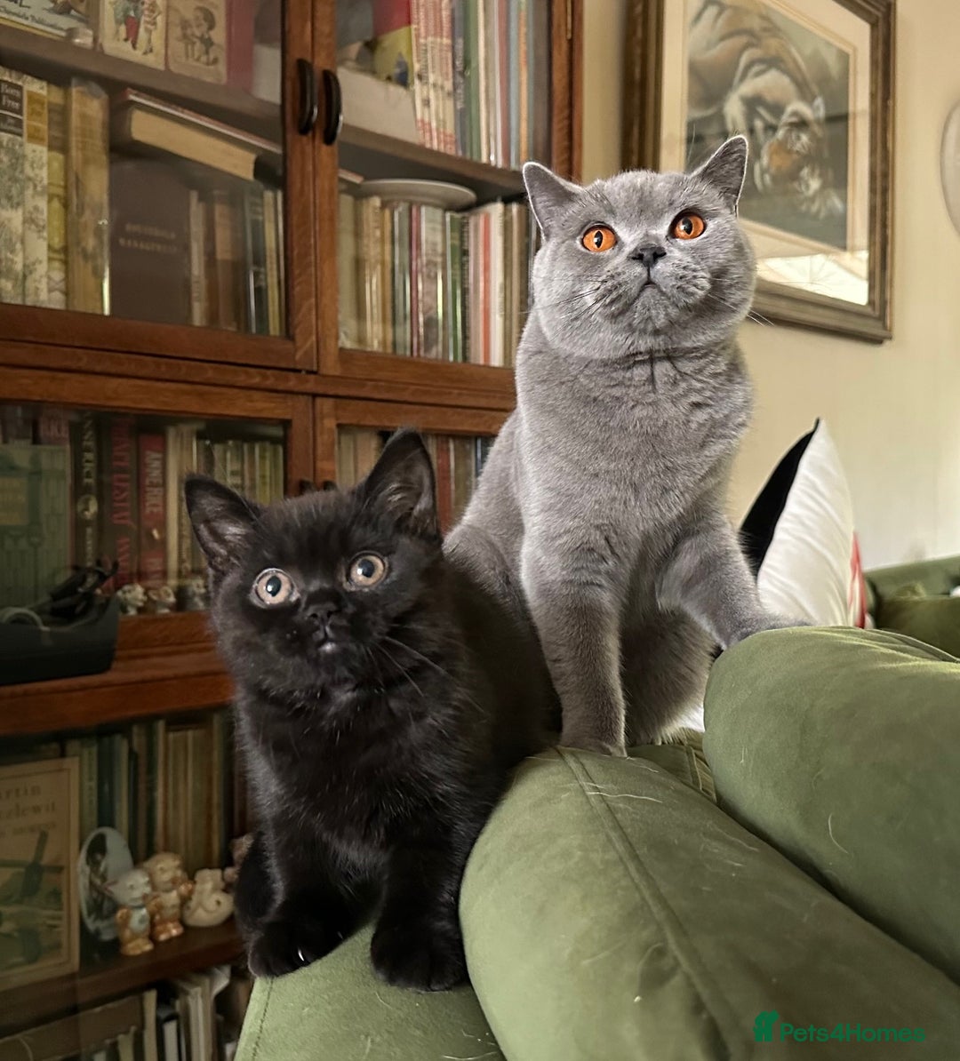 British Shorthair cats for sale: 2 Gorgeous British Shorthaired Kittens Available - Image 3