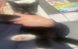 Mixed Breed cats for sale: 2 stunning little kittens for sale - Image 7