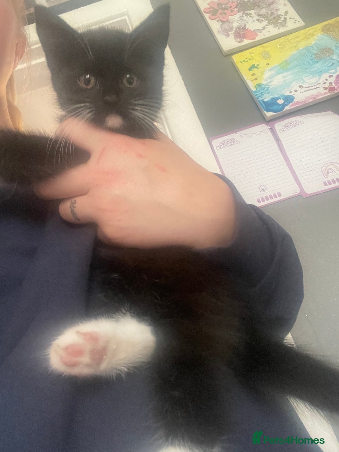 Mixed Breed cats for sale: 2 stunning little kittens for sale - Image 7