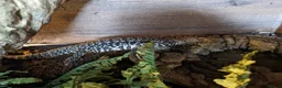Lizard reptiles for sale: Argentinian black and white tegu - Advert 5