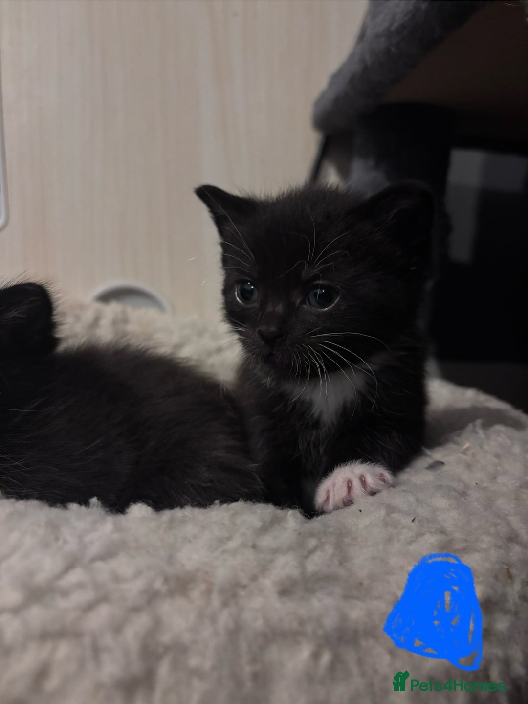 Ragdoll cats for sale: Ragdoll x bsh kittens - ready soon - Advert 2