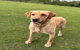 Labradoodle dogs for sale: Health Tested - F1 Labradoodles - Image 2