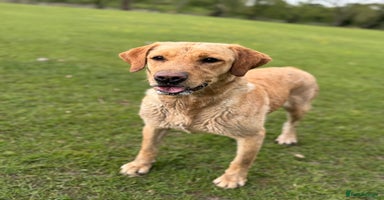 Labradoodle dogs - Advert 6