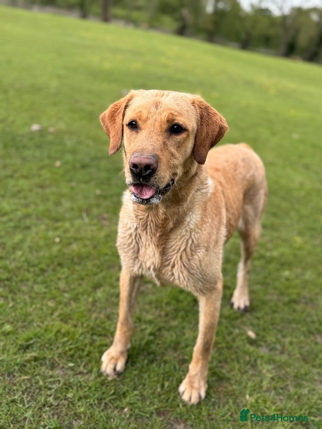 Labradoodle dogs for sale: Health Tested - F1 Labradoodles - Image 2