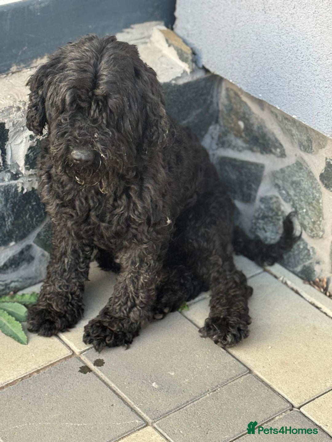 Hungarian Puli dogs for adoption: Beautiful Snoopy needs hugs! - Image 3
