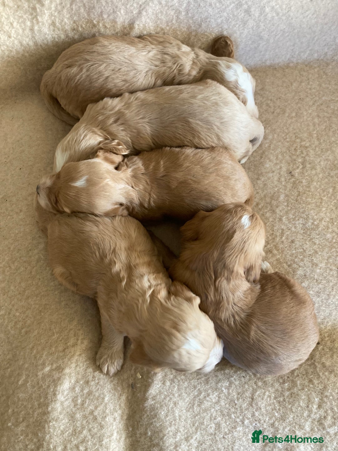 Cockapoo dogs for sale: F1 cockapoos - Advert 5