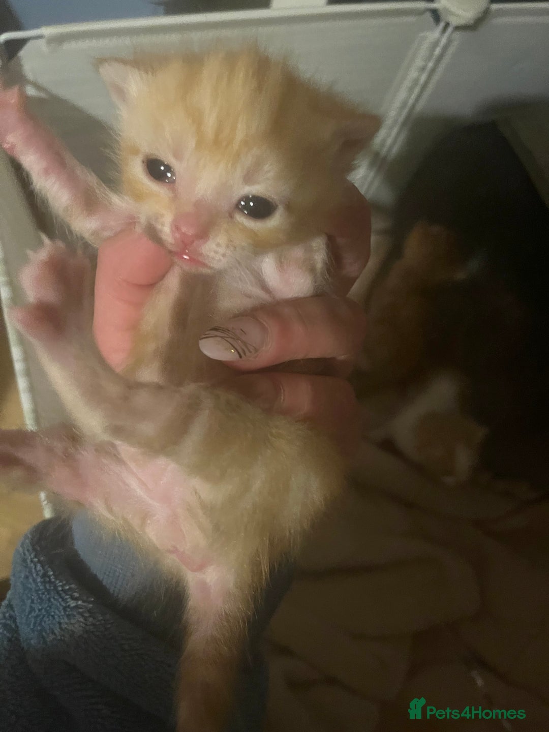 Mixed Breed cats for sale: Ginger tabby cats - Advert 7