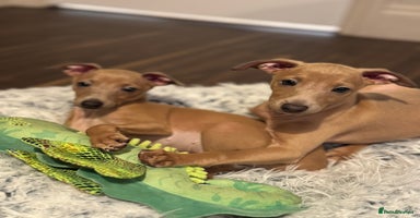 Italian Greyhound dogs - Advert 4