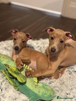 Italian Greyhound dogs - Advert 4