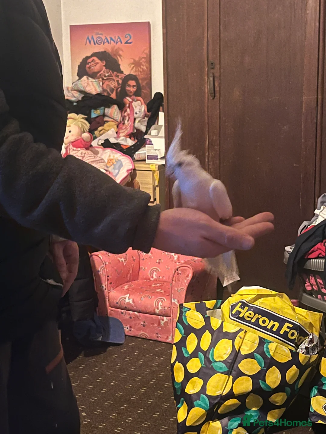 Cockatiels birds for sale: Hand tame cockatiels  - Advert 13