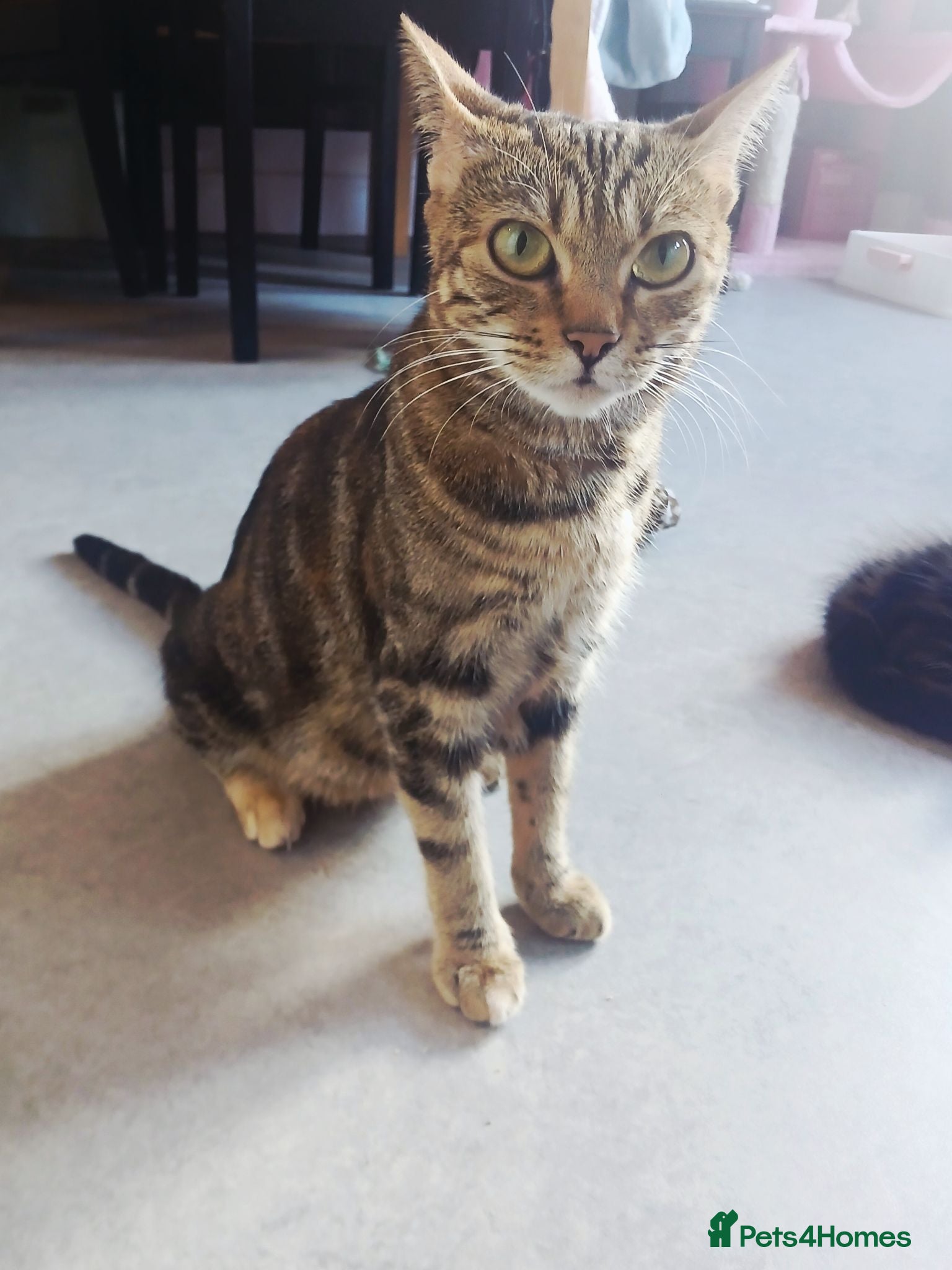 Bengal cats 🩷🩵 BEAUTIFUL BENGAL MIX KITTENS! 🩵🩷 - Advert 1