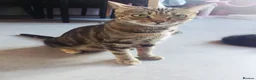 Bengal cats for sale: 🩷🩵 BEAUTIFUL BENGAL MIX KITTENS! 🩵🩷 - Advert 1