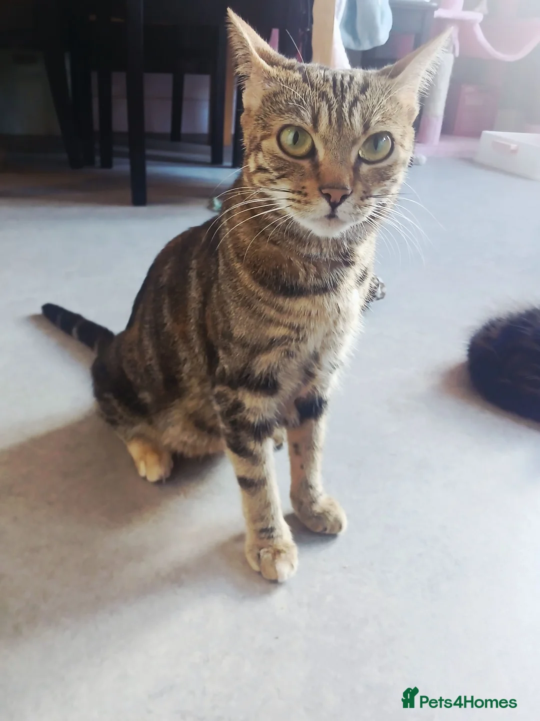 Bengal cats for sale: 🩷🩵 BEAUTIFUL BENGAL MIX KITTENS! 🩵🩷 - Advert 1