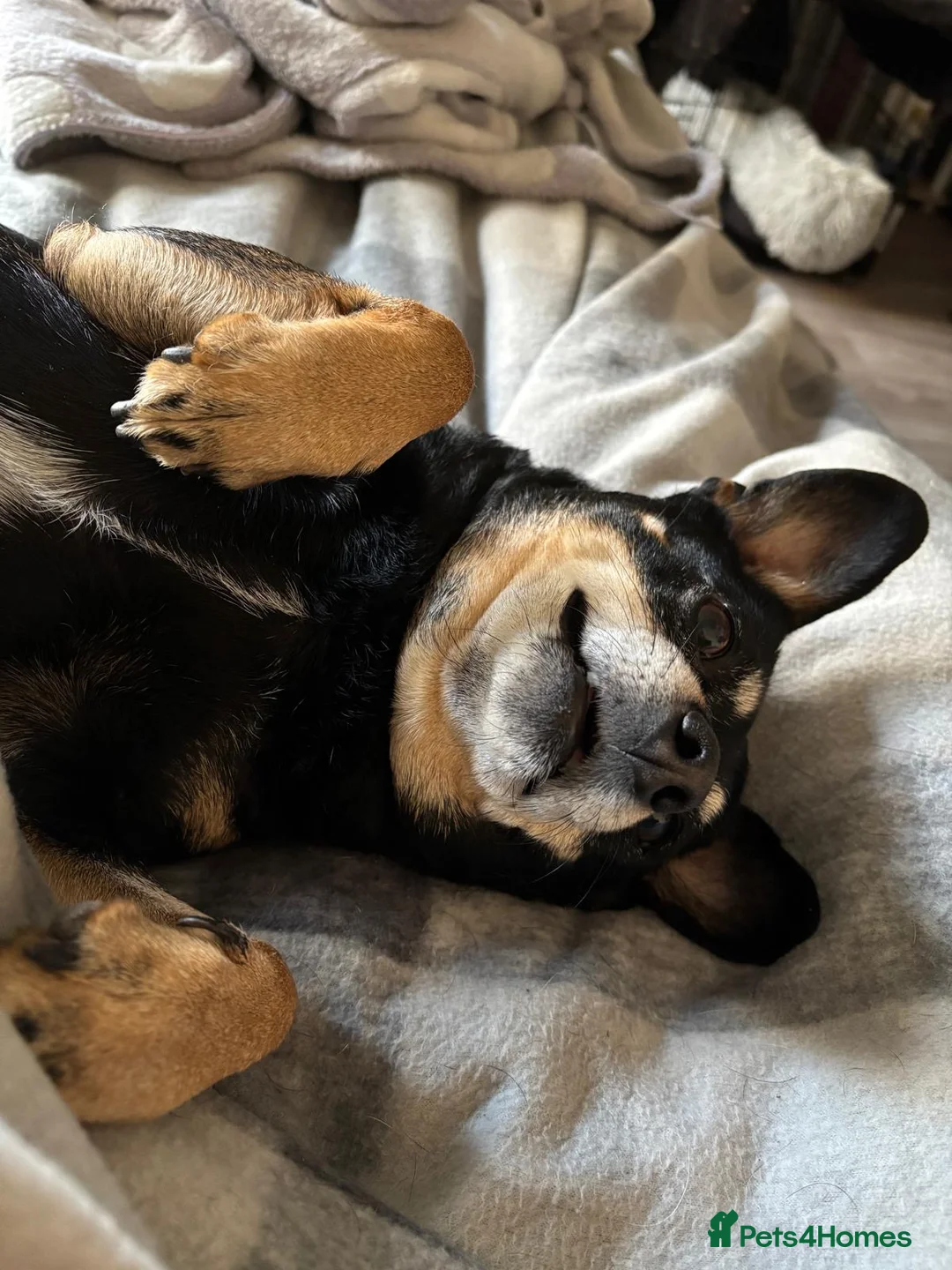 Mixed Breed dogs for adoption: 💙🐶 FLASH – A LOYAL LITTLE SHADOW NEEDS NEW HOME in London - Advert 2