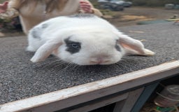 Mini Lop rabbits for sale: 3 stunning mini lops  - Image 5