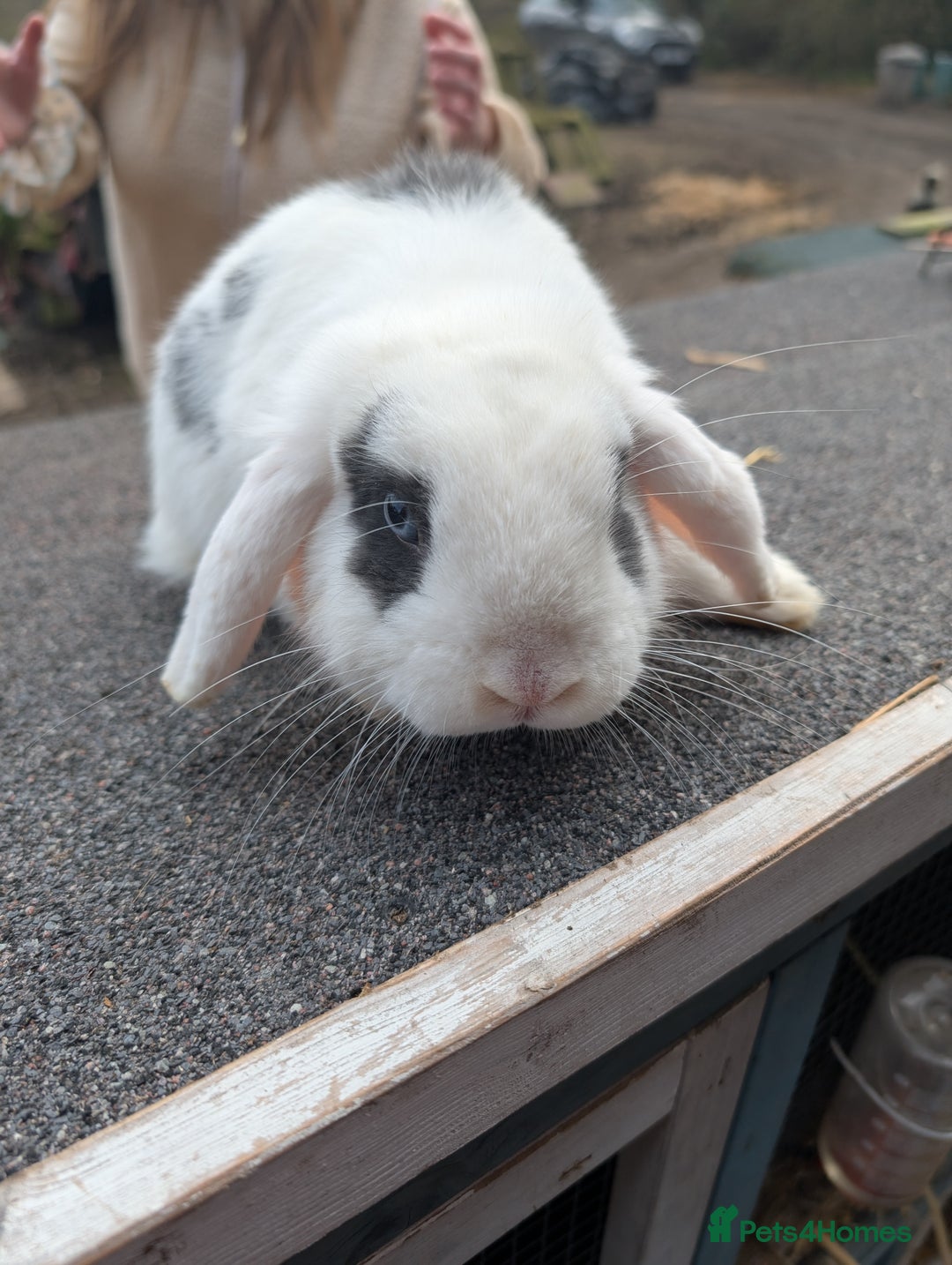 Mini Lop rabbits for sale: 3 stunning mini lops  - Image 5