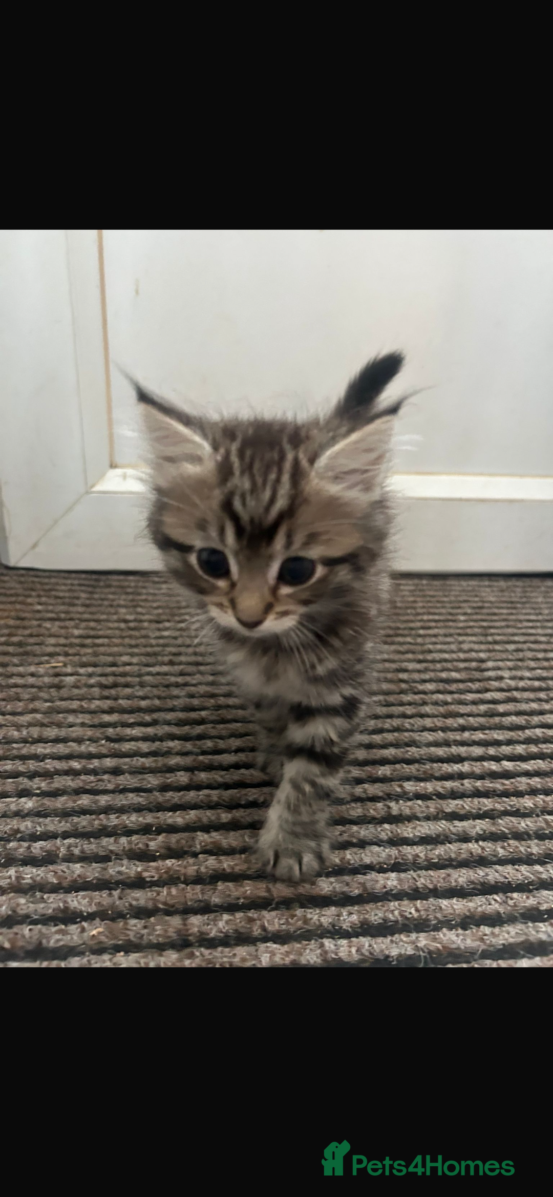 Mixed Breed cats for sale: Kittens - Image 1