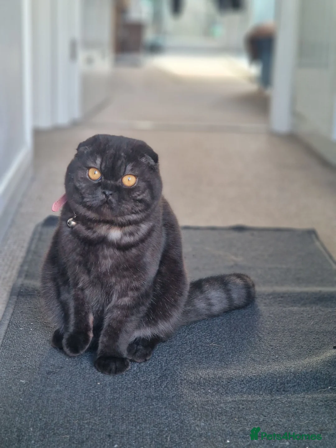 Scottish Fold cats for sale: 2 Scottish Fold girls🩷 - Advert 2